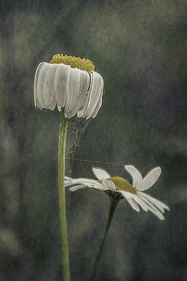 Flower Photograph - Hanging Daisy... by Patrick Peeters