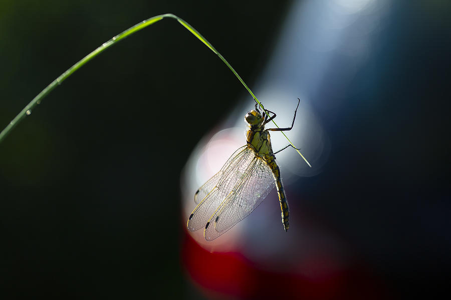 Dragon Photograph - Hanging Dragonfly by Krzysztof Winnik