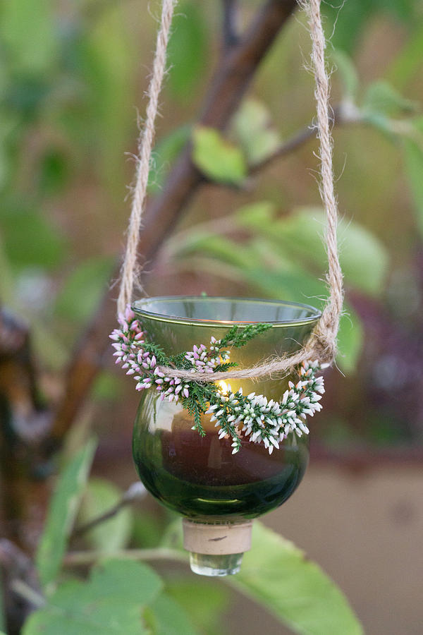 Hanging Lantern With Bud Blooming Heather Photograph by Martina Schindler