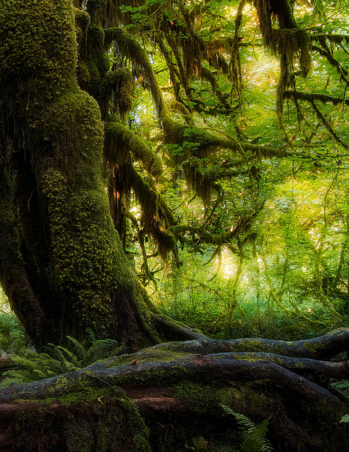 Landscape Photograph - Hanging Moss by Ken Liang