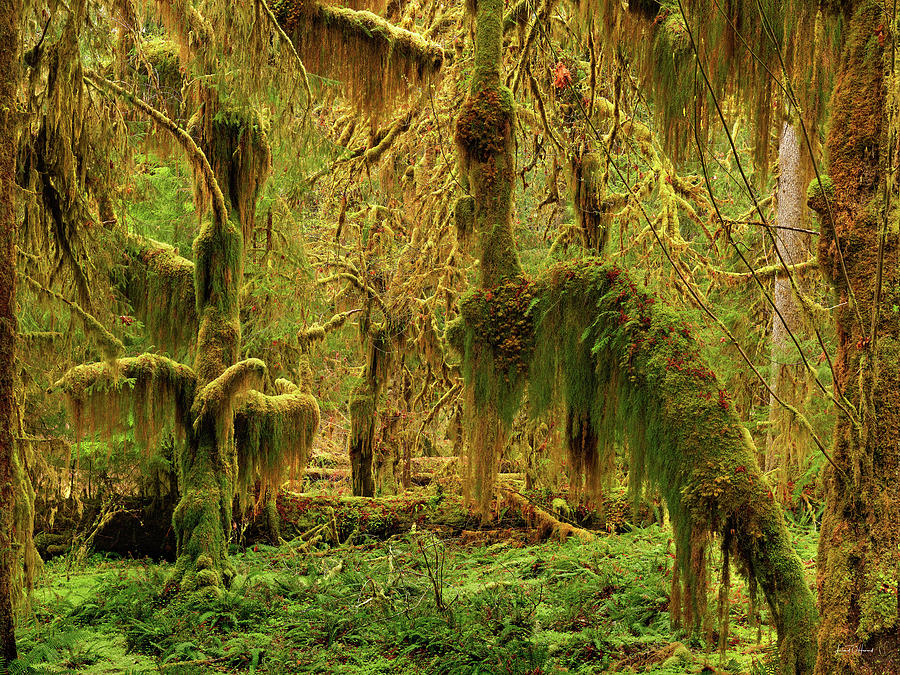Hanging Moss Photograph by Leland D Howard