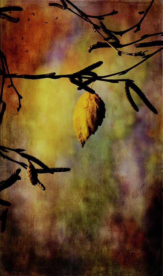 Nature Photograph - Hanging on by Allyson Schwartz