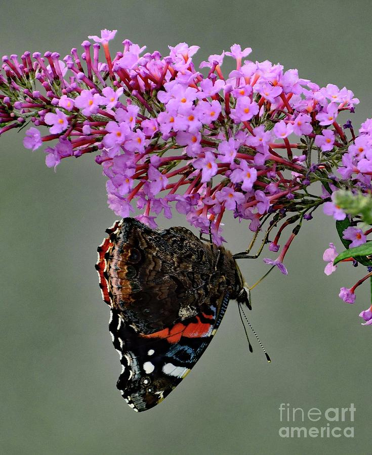 Hanging On - Red-admiral Photograph