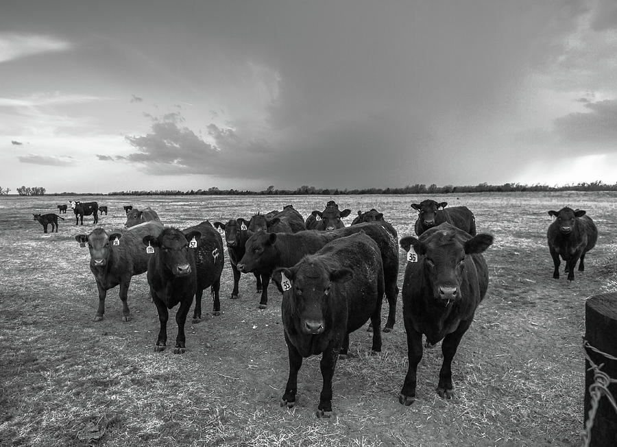 Hanging Out - Black Angus Cattle In Kansas Photograph