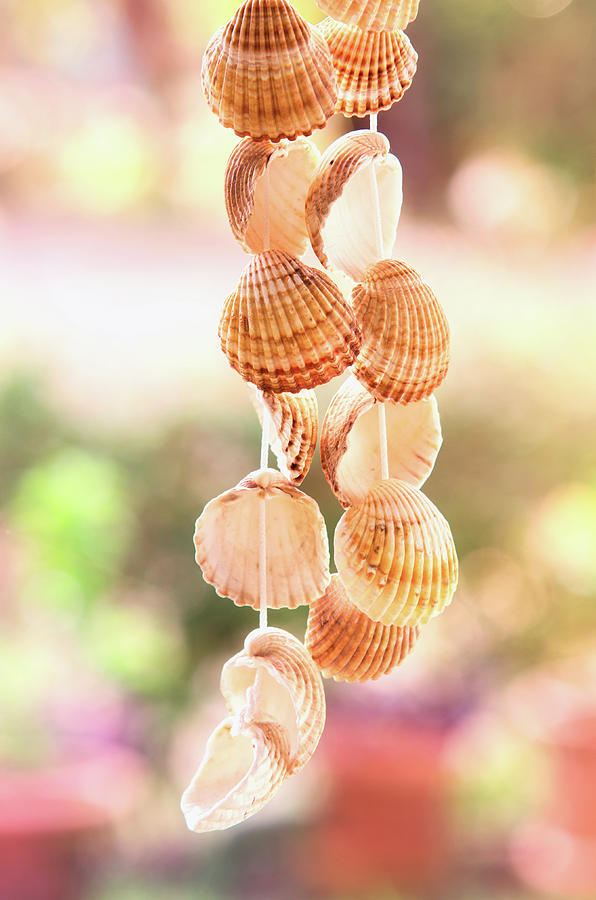 Hanging Seashells Photograph by Carlos Caetano