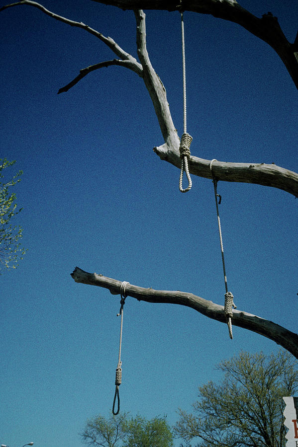 Hanging Tree, Ropes tied as nooses hang down from branches, Dodge