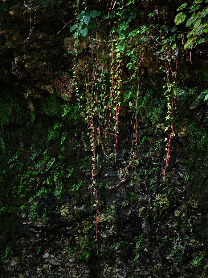 Hanging Vines, Dripping Springs Park Photograph by Buck Buchanan - Pixels