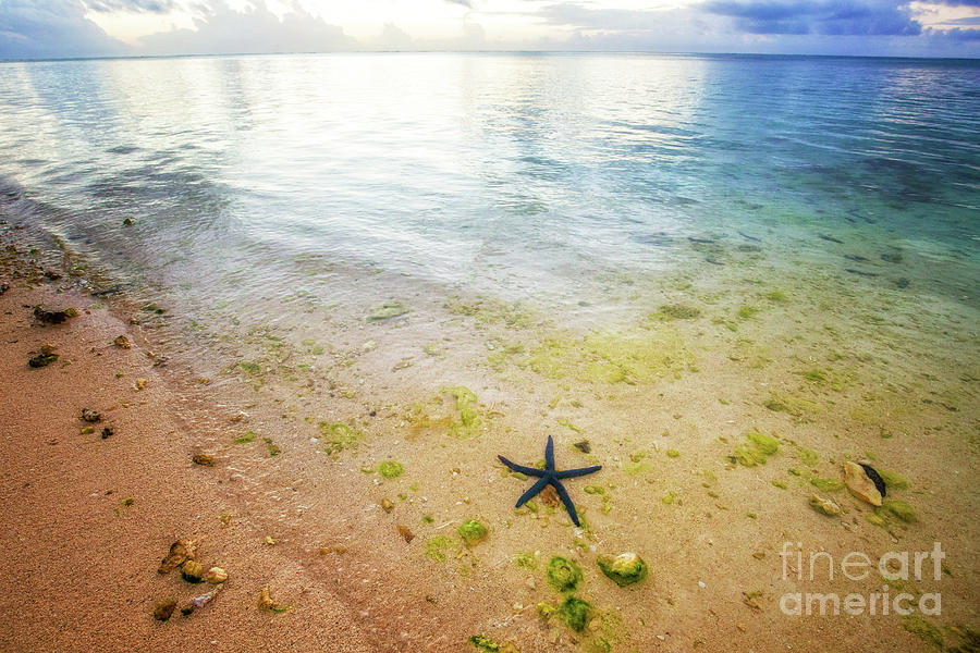 Hanging with My Starfish Homies Photograph by Becqi Sherman