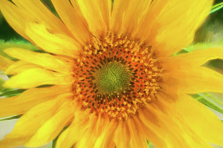 Hannahs Sunflower 002  Photograph by Rich Franco