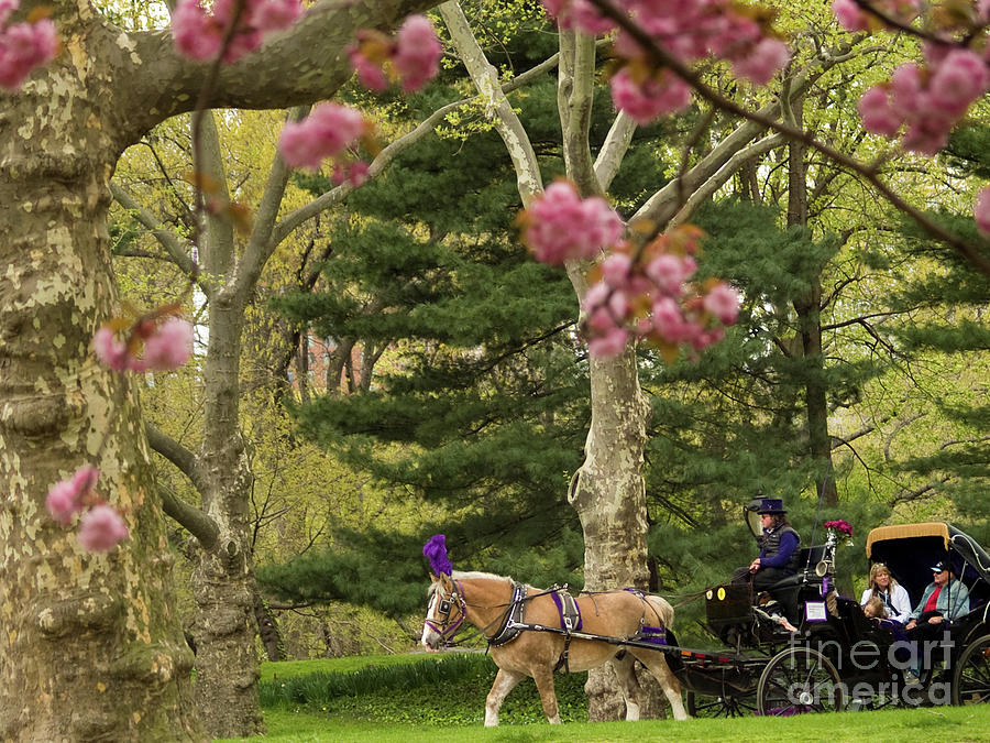 Hansom Cab Ride In Spring 2 Photograph by Dorothy Lee