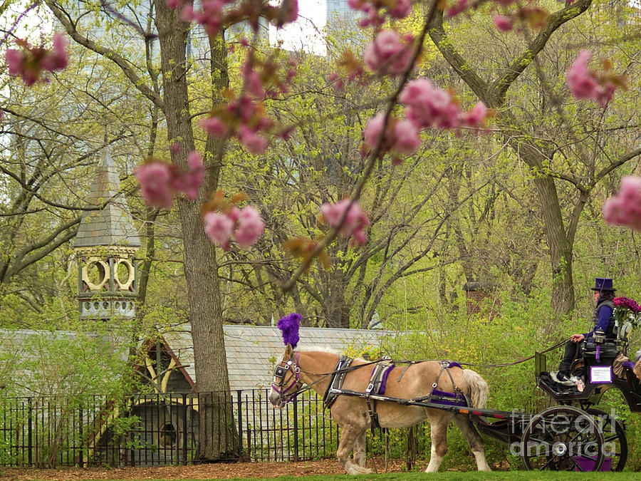 Hansom Cab Ride In Spring Photograph by Dorothy Lee