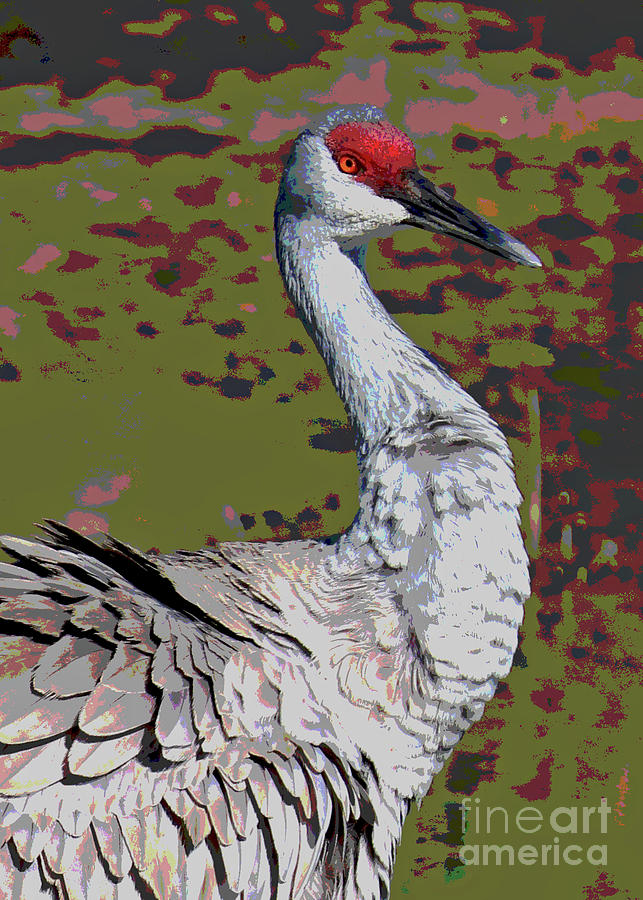Hansome Sandhill Crane Digital Art Photograph by Carol Groenen