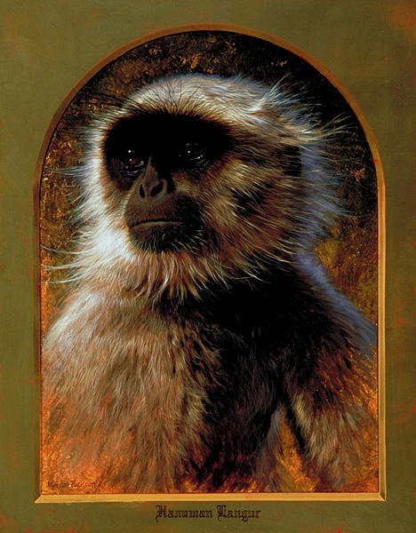 Monkey Painting - Hanuman Langur Lrg by Michael Jackson