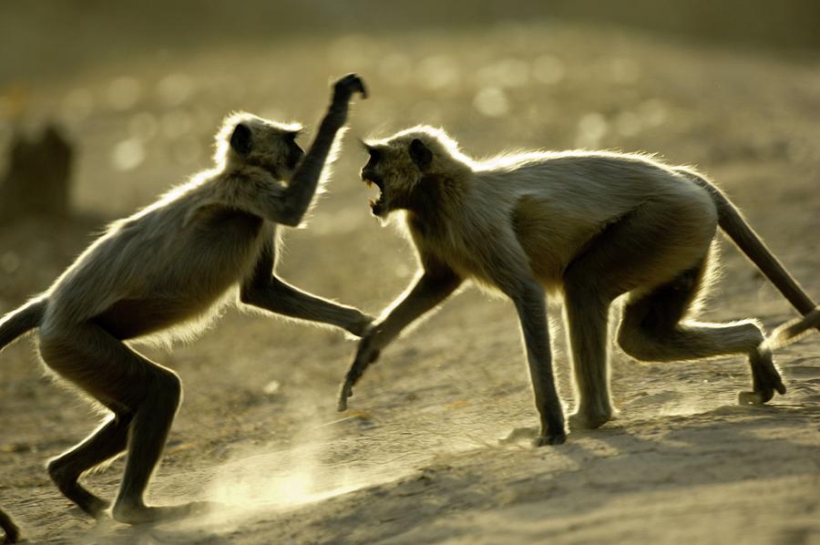 Hanuman Langurs (semnopithecus Photograph by Nick Garbutt | Pixels