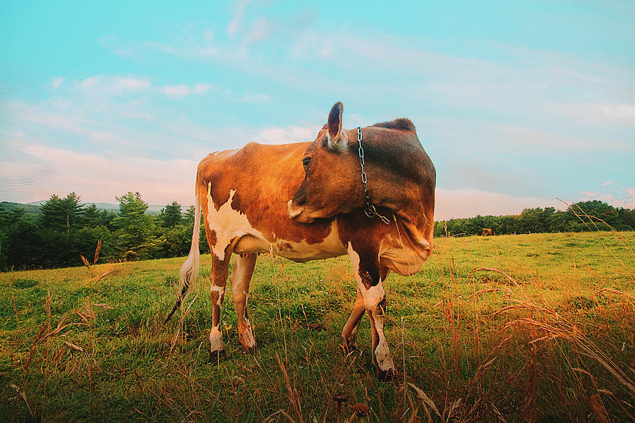 Nature Photograph - Happiness Is A Flirting Cow by Bob Orsillo