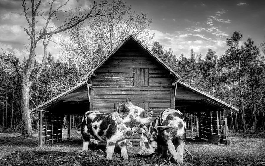 Happiness on the Farm in Black and White Photograph by Debra and Dave Vanderlaan