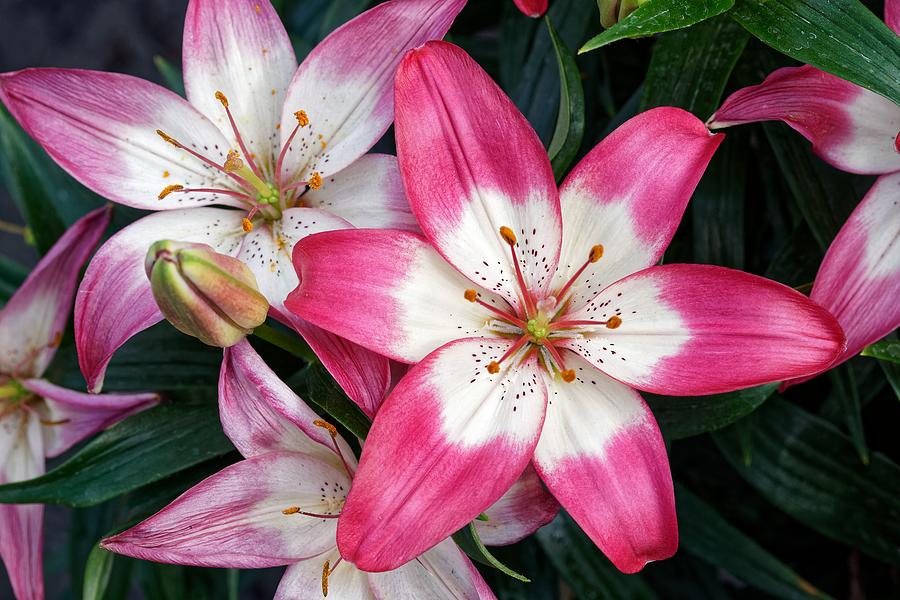 Happy Anniversary Lily by KJ Swan Happy Anniversary Lily by KJ Swan