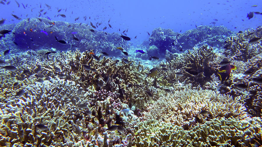 Happy and healthy reef with lots of life in Tubbataha Photograph by ...