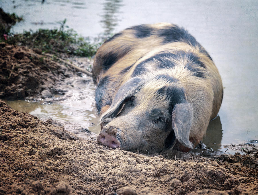 Happy As A Pig In The Mud Photograph