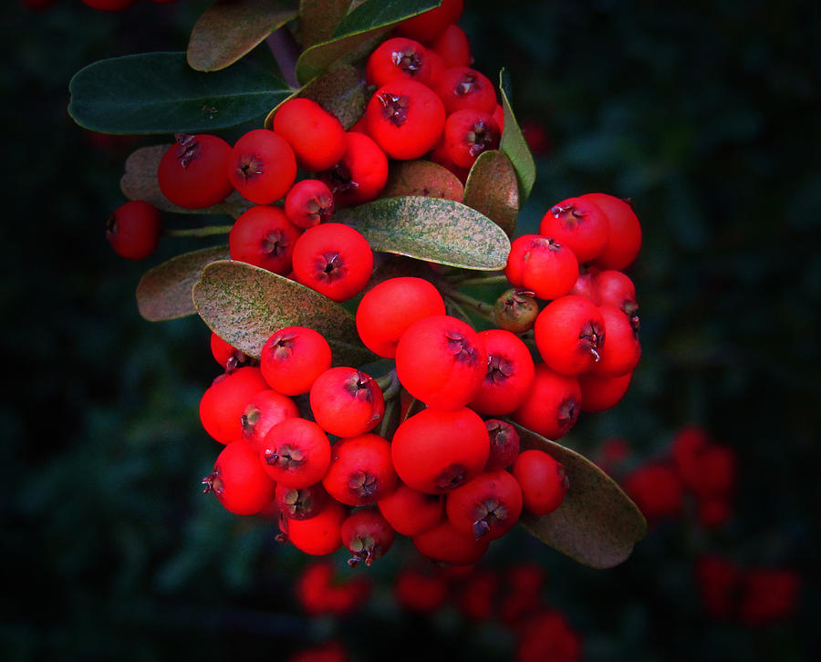 Plant Photograph - Happy Berries by Jeffrey Colin Plant Photograph - Happy Berries by Jeffrey Colin