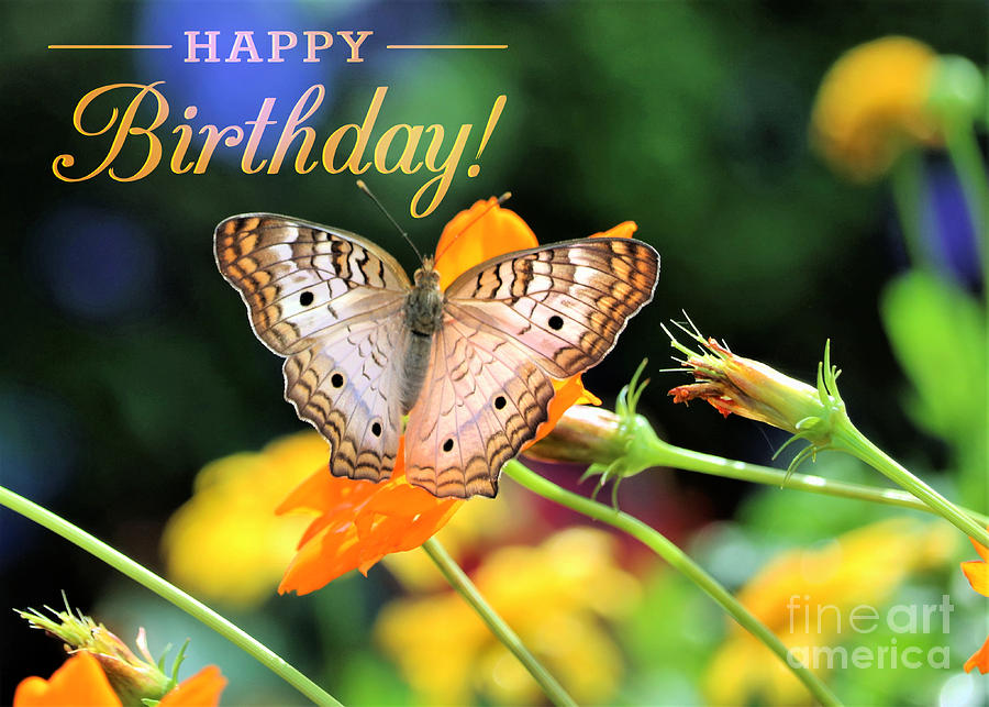 Happy Birthday Butterfly Greeting Photograph by Diann Fisher Fine Art