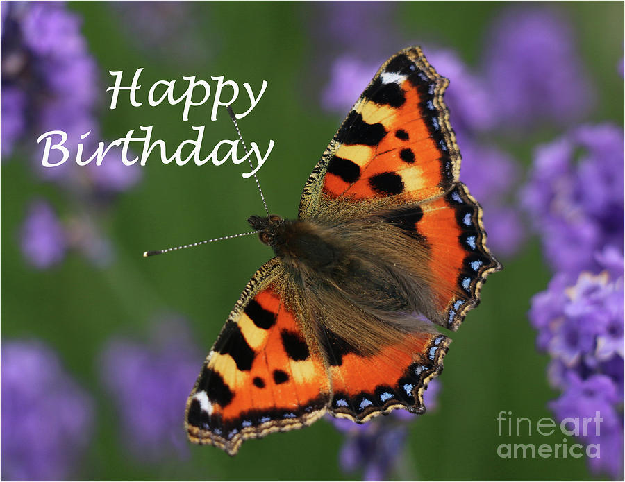 Happy Birthday -butterfly Photograph by Karen Lindquist