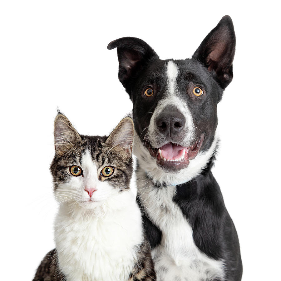 Happy Border Collie Dog and Tabby Cat Together Closeup Photograph by Good Focused