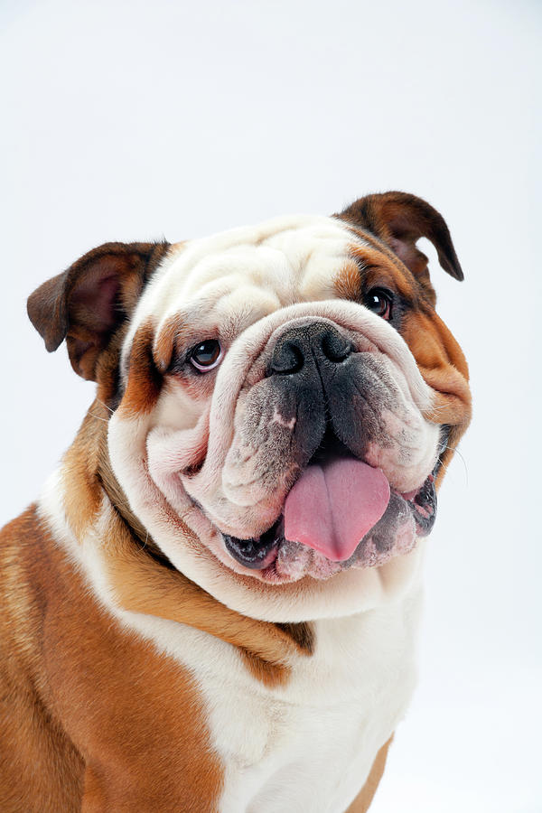 Happy British Bulldog Photograph by Seeables Visual Arts