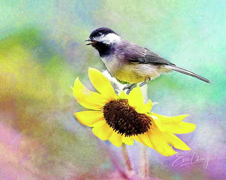 Happy Chickadee On Sunflower Photograph by Evie Chang Henderson