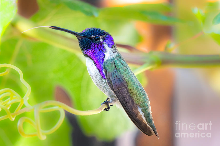 Hummingbird Photograph - Happy Costas by Lisa Manifold