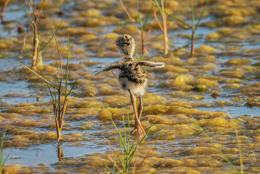 Happy Dance Photograph by Diane Huszai - Fine Art America