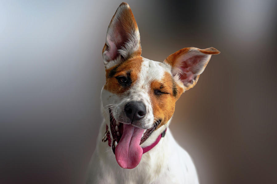 Dog Photograph - Happy Dog by Christopher Johnson