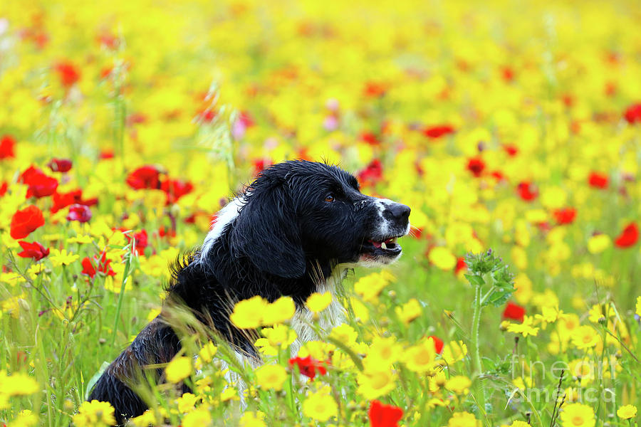 Happy Dog In The Flowers Photograph