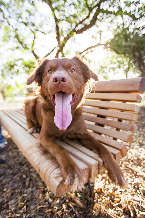 Happy Dog On Park Bench Photograph by Purple Collar Pet Photography