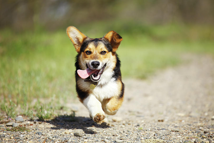 Happy Dog Running Outdoors Photograph by Purple Collar Pet Photography