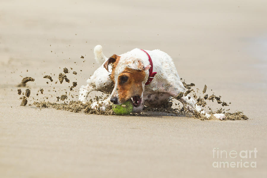 Frontal Photograph - Happy Dog Stopping On The Ball High by Ammit Jack Frontal Photograph - Happy Dog Stopping On The Ball High by Ammit Jack