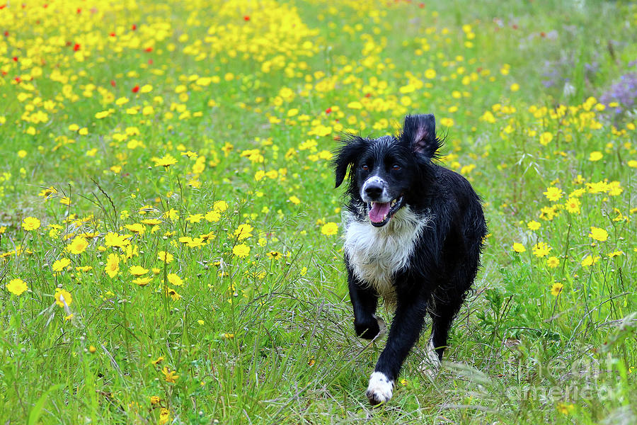 Poppy Photograph - Happy Dog by Terri Waters