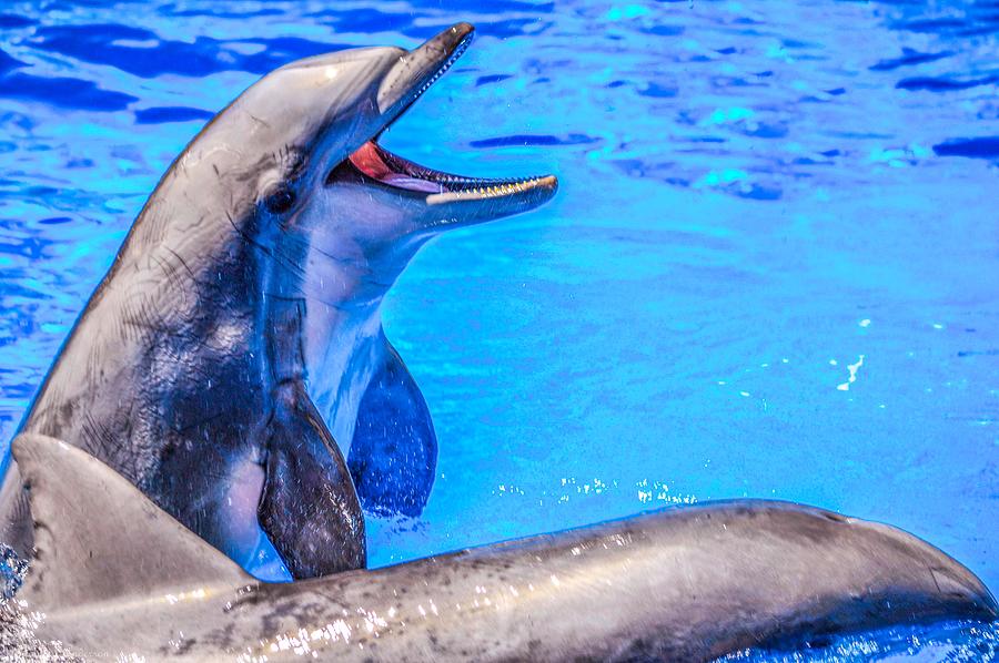 Happy Dolphin Photograph