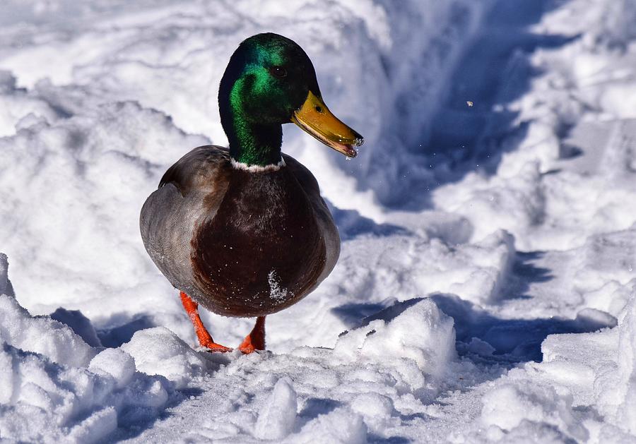 Duck Photograph - Happy Duck in the Snow by Dana Hardy