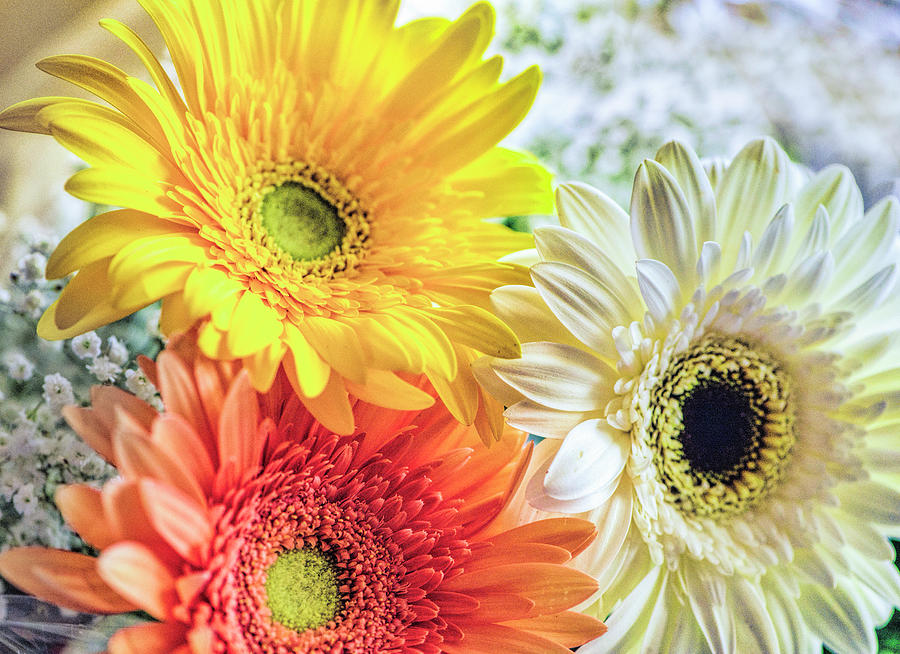 Happy Faced Flowers Photograph by Cordia Murphy | Fine Art America