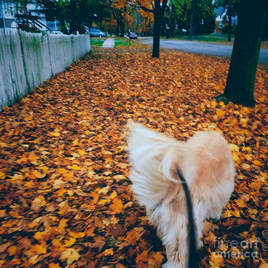 Happy Fall Dog Walk Photograph by Frank J Casella