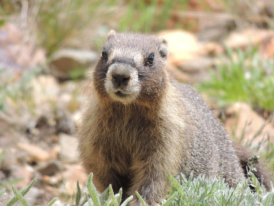 Happy Fella Photograph by Katie Irons - Fine Art America