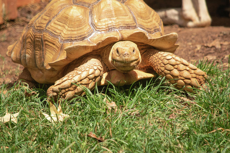 Happy for Grass to Eat - African Spurred Tortoise Photograph by Mary Ann Artz