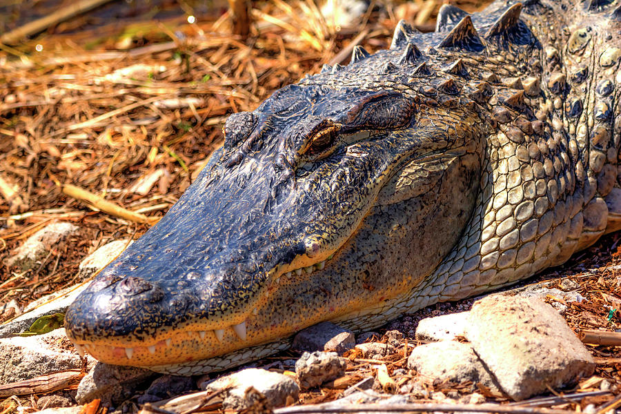 Happy Gator by Kevin Banker Happy Gator by Kevin Banker