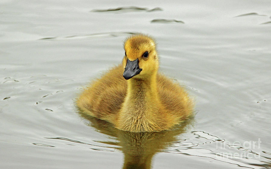 Happy Gosling Photograph by Nicole Engelhardt - Pixels