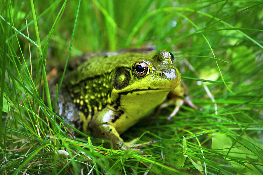 Happy Green Frog Photograph by Christina Rollo