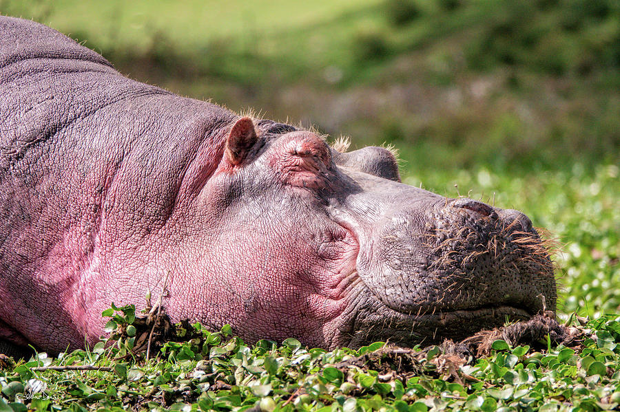 Happy Hippo Photograph by Joan Davis
