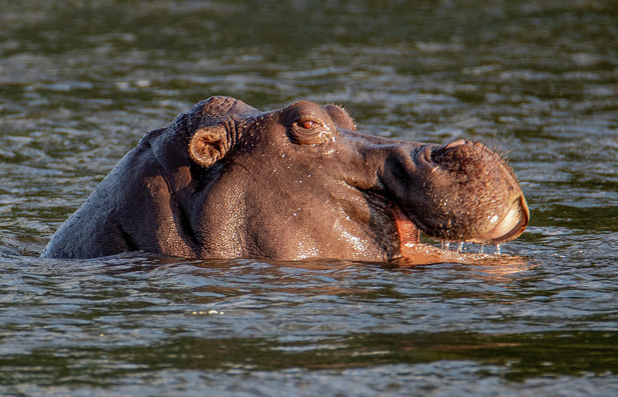 Happy Hippo Photograph by Marcy Wielfaert
