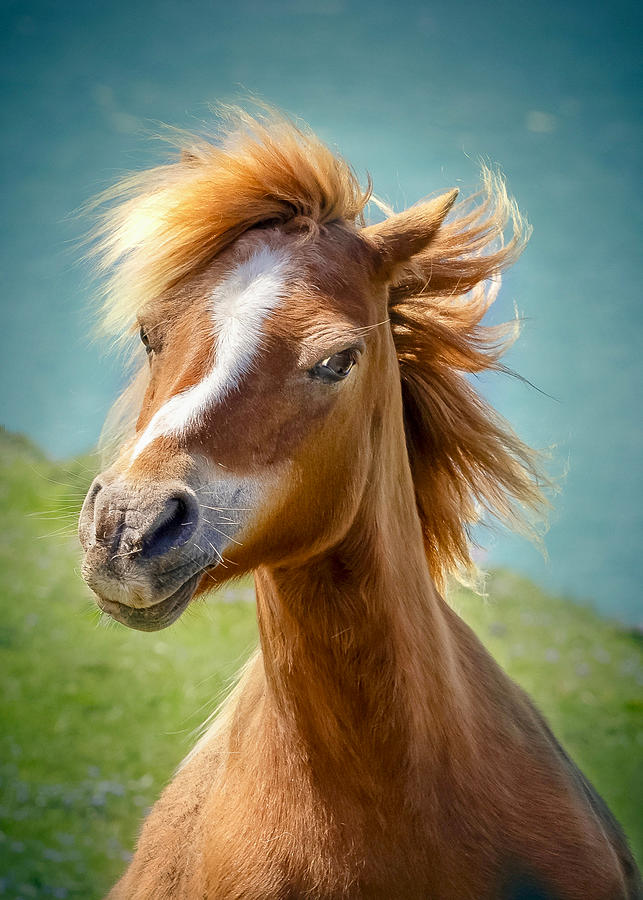 Animal Photograph - Happy Horse by Hans Repelnig