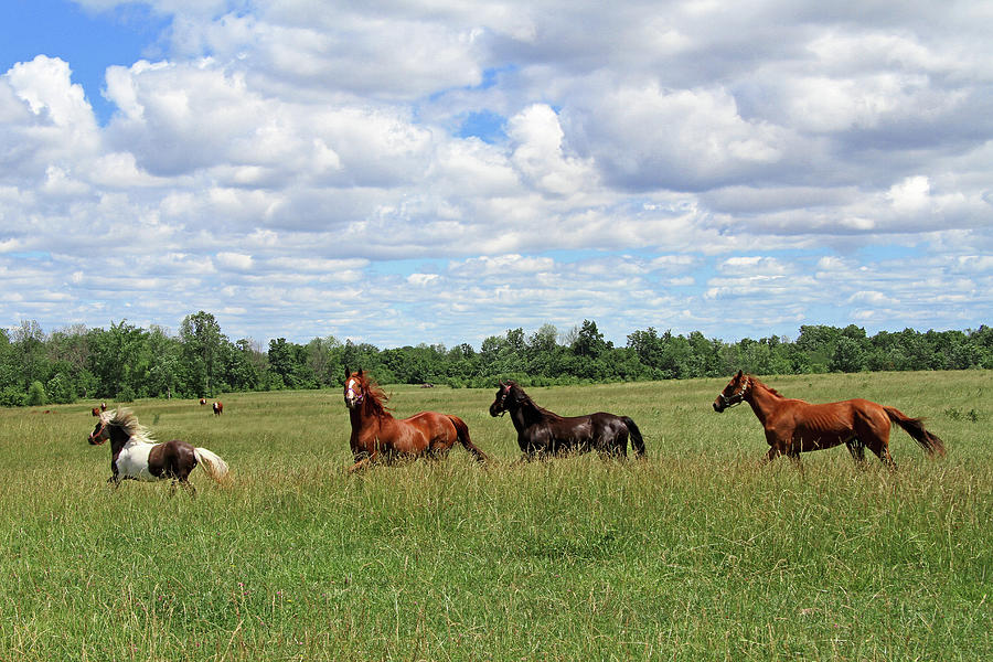 Happy Horses By Corrie White Photography